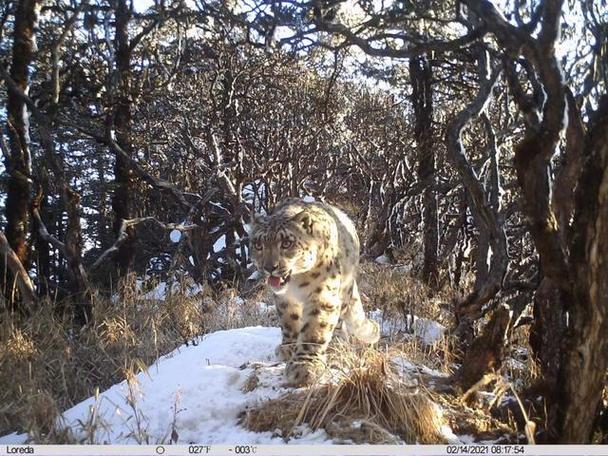 中国首次开展区域性大规模雪豹种群调查 取得重要突破